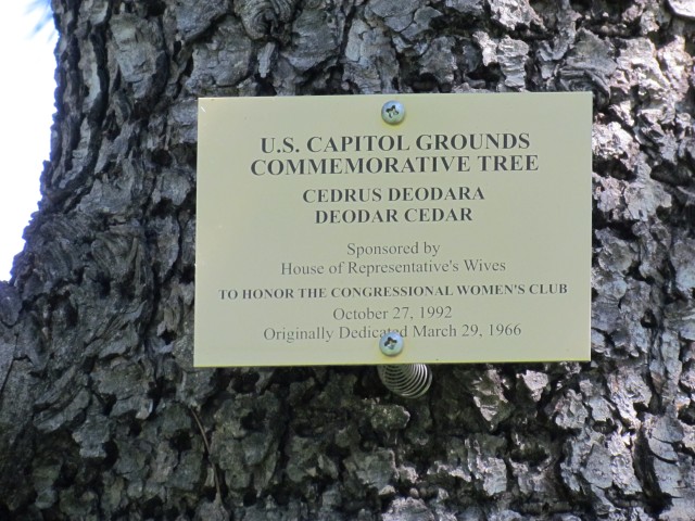Cedrus deodara PlantLegacyCedrusDeodaraSign.JPG