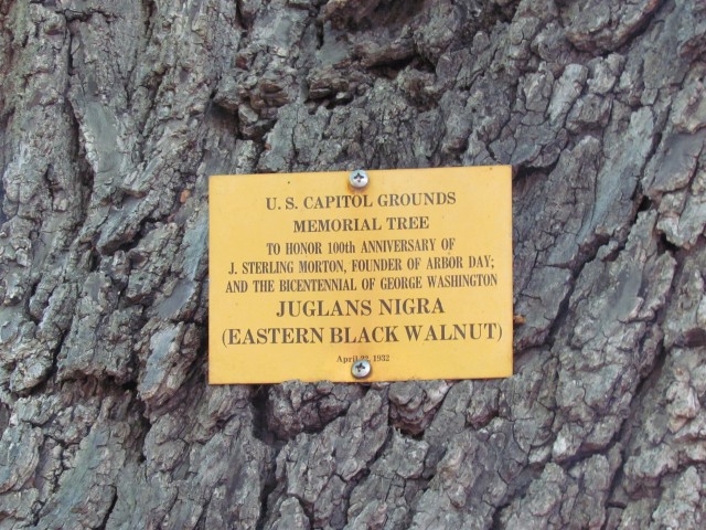 Juglans nigra PlantLegacyJuglansNigraSignCapitolHill.JPG