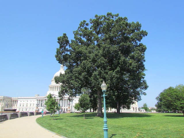 Quercus prinus PlantLegacyThomasGoreQuercusPrinus3.JPG