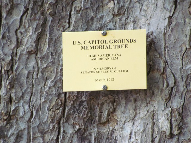 Ulmus americana PlantLegacyUlmusAmericanaShelbyCullomSign.JPG