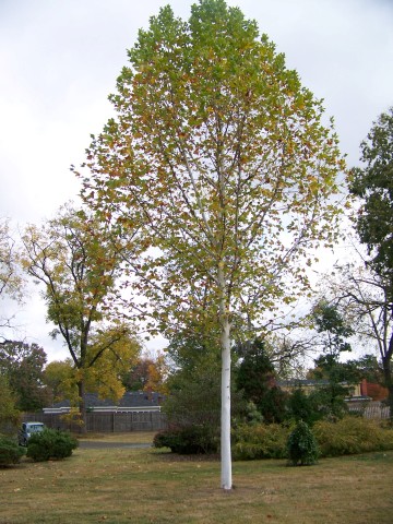 Picture of Platanus x acerifolia 'Suttneri' Suttneri Planetree