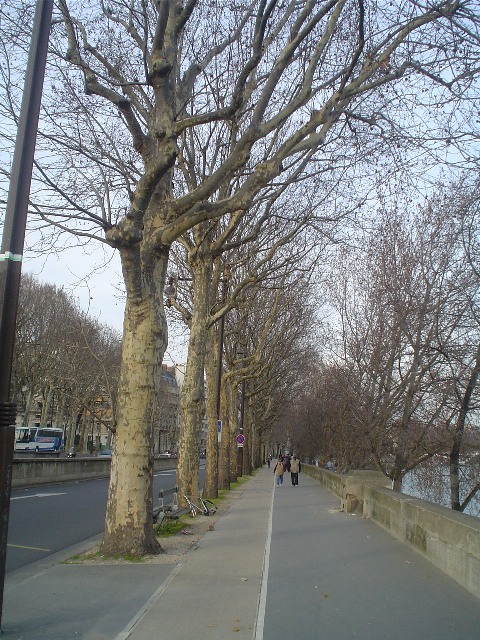 Platanus x acerifolia PlatanusxacerifoliaParis.JPG