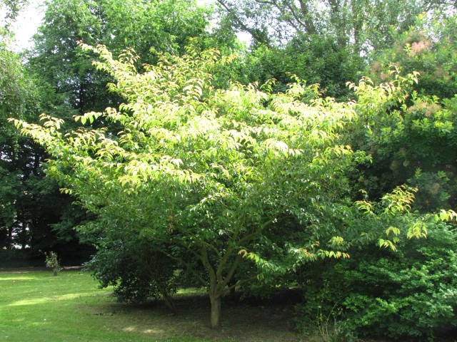 Prunus serrulata PrunusSerrulataTomentellaCUBG1.JPG