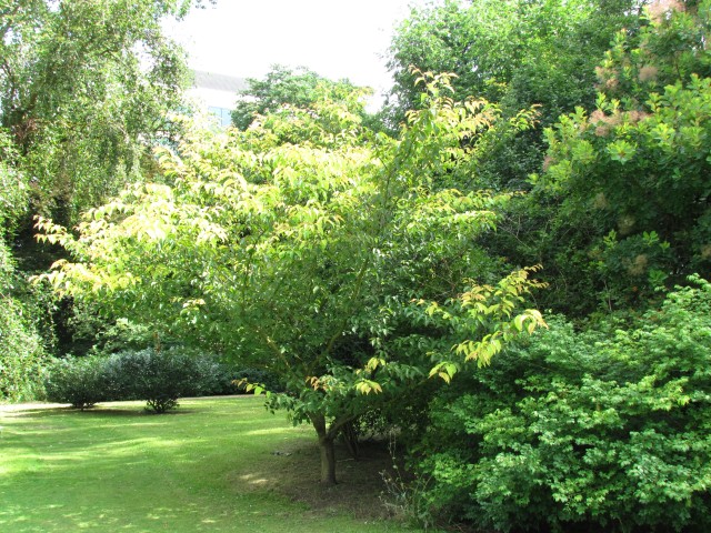 Prunus serrulata PrunusSerrulataTomentellaCUBG3.JPG