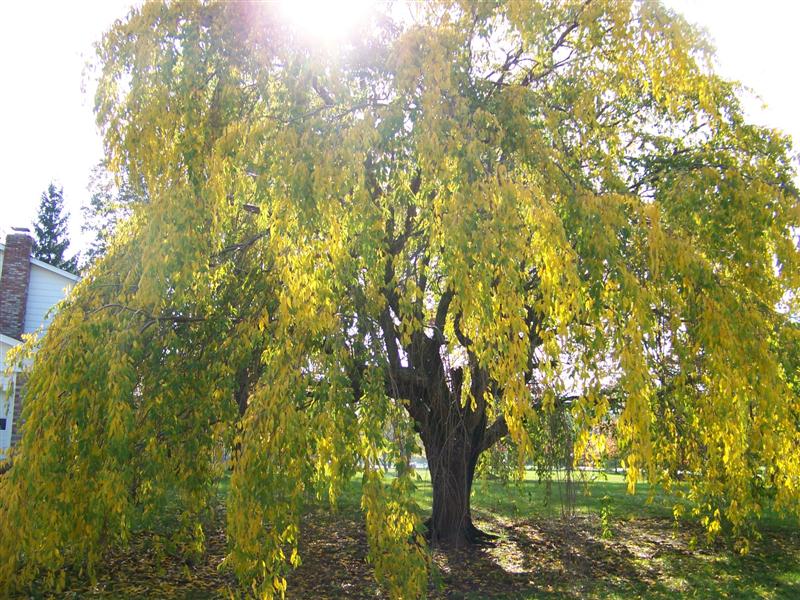Picture of Prunus subhirtella var. pendula  Weeping Cherry