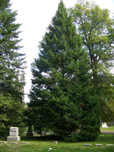 Pseudotsuga menziesii Pseudotsuga.menziezii.101(1).JPG