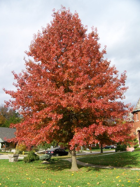 Picture of Quercus palustris  Pin Oak