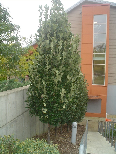 Picture of Quercus robur x Q. bicolor 'Rosehill'� Rosehill English Oak