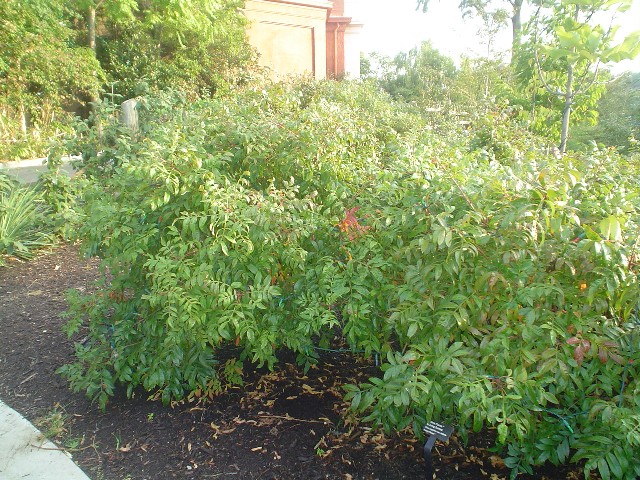 Picture of Rhus copallina var. latifolia 'Morton' Prairie Flame� Dwarf Sumac