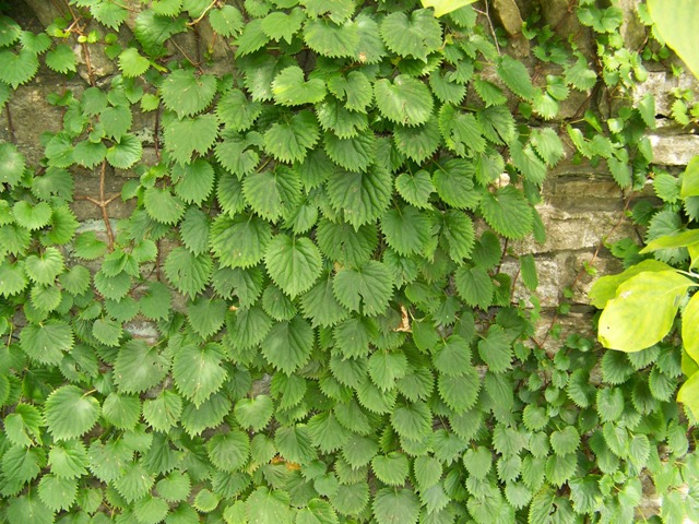 Picture of Schizophragma hydrangeoides  Japanese Hydrangea-vine