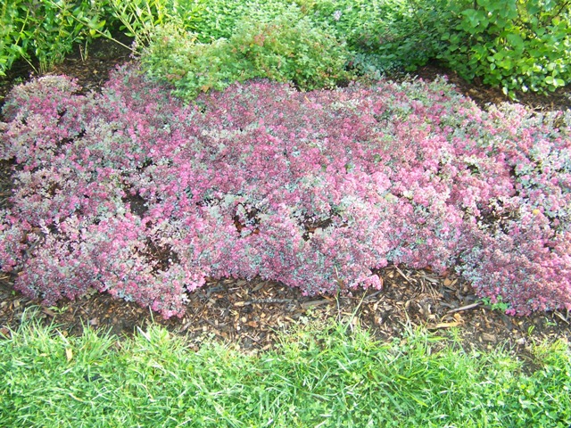 Sedum cauticola Sedumcauticola.JPG