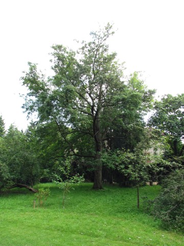 Sorbus domestica SorbusDomesticaServiceTreeCUBG.JPG