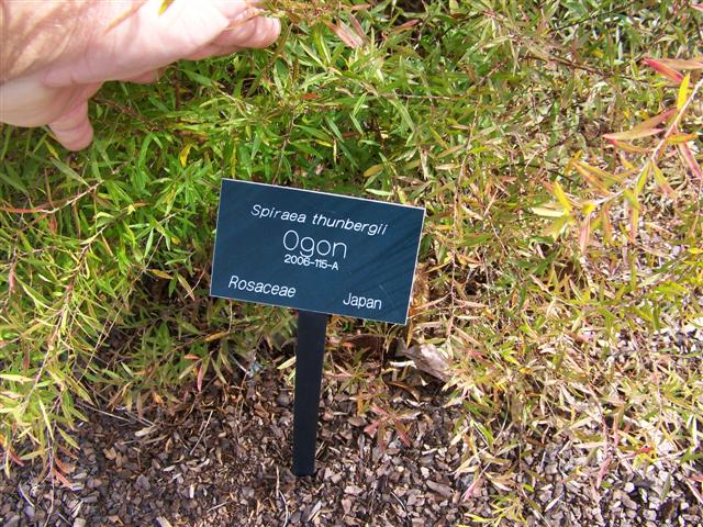 Picture of Spiraea thunbergii 'Ogon' Mellow Yellow� Mellow Yellow Spirea