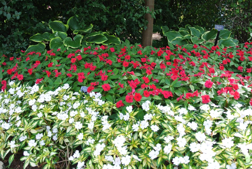 Picture of Impatiens x hybrida 'SunPatiens� Spreading White' SunPatiens� Spreading White Impatiens