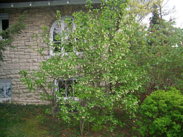 Picture of Staphylea trifolia  American Bladdernut