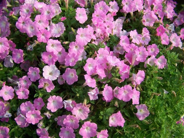 Picture of Petunia  Supertunia� Pink Charm Petunia Supertunia� Pink Charm