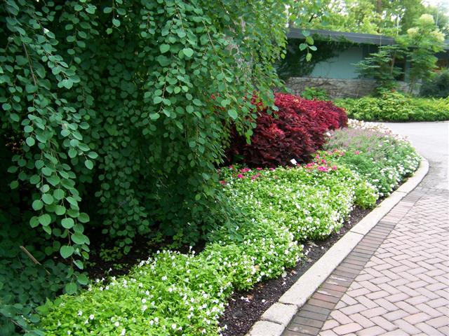 Picture of Torenia  Catalina� White Linen Catalina White Linen Wishbone Flower