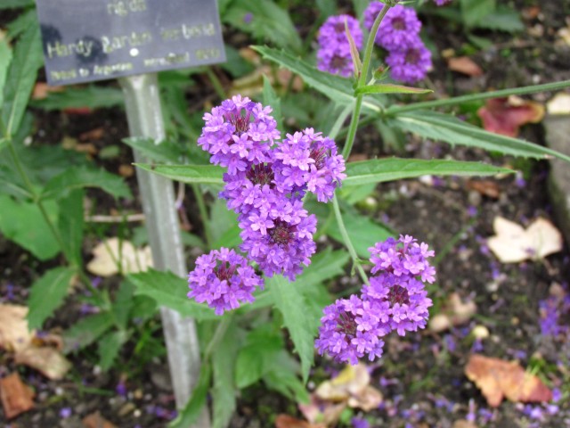 Verbena rigida VerbenaRigidaFlowerSharpCUBG.JPG