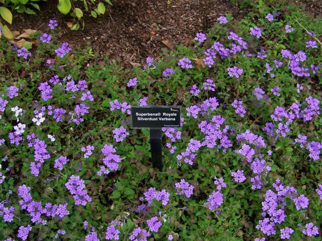 Picture of Verbena hybrid Superbena� Royale Silverdust Verbena Superbena Royale Silverdust