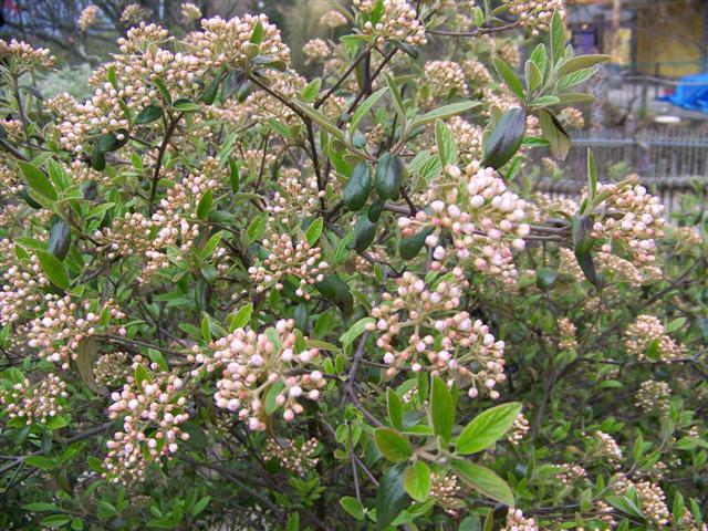 Picture of Viburnum x 'Conoy' Conoy Viburnum