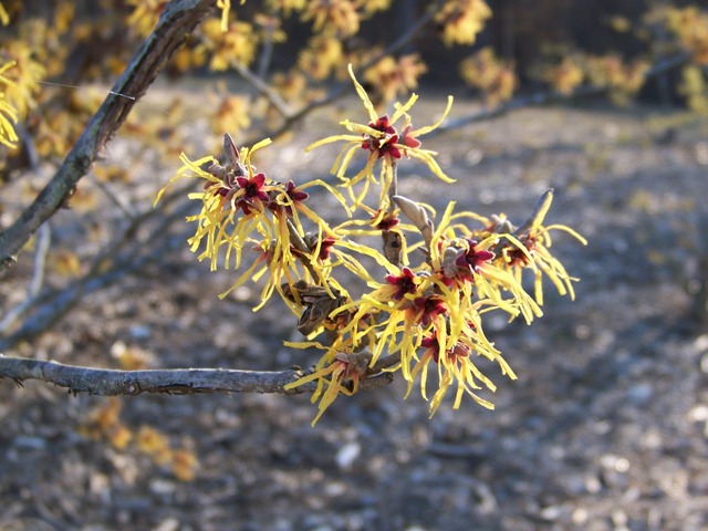 Hamamelis x intermedia WinterBeautyFlowers.JPG