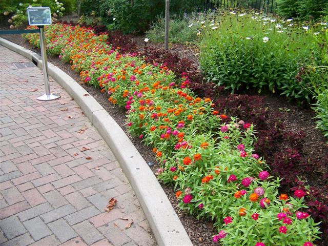 Picture of Zinnia  Zahara� Double Duo Mix 