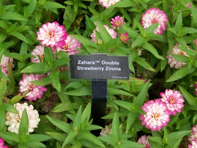 Picture of Zinnia  Zahara� Double Strawberry 