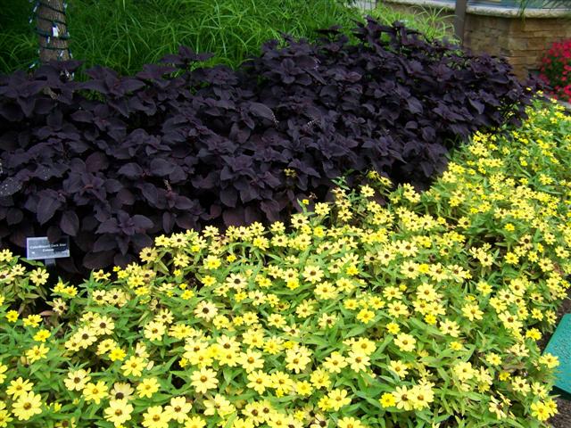 Picture of Zinnia  Zahara� Yellow Zinnia