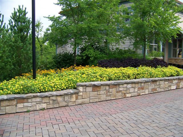 Picture of Zinnia  Zahara� Yellow Zinnia