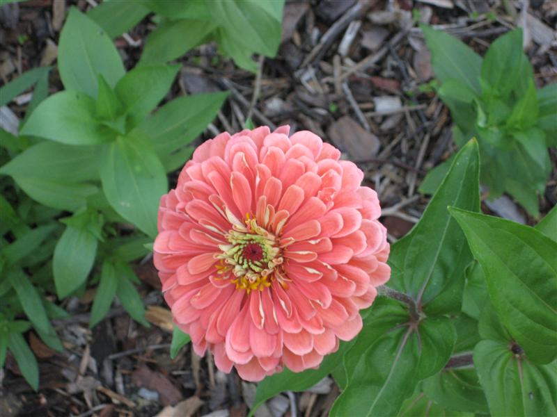 Zinnia elegans Zinnia_elegans_flower.JPG