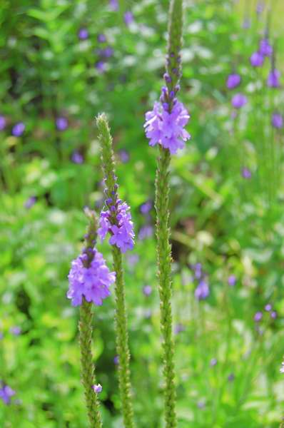 Picture of Verbena stricta Hoary Vervain