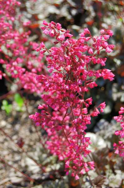 Picture of Heuchera  �Rave On� Rave On Coral Bells
