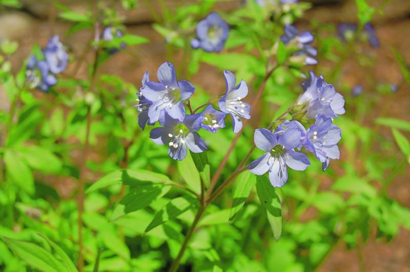 Picture of Woodsia obtusa  Blunt-lobed Woodsia