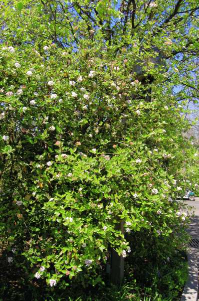 Picture of Viburnum x burkwoodii Burkwood Viburnum