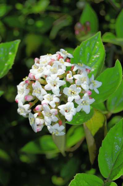 Picture of Viburnum x burkwoodii Burkwood Viburnum