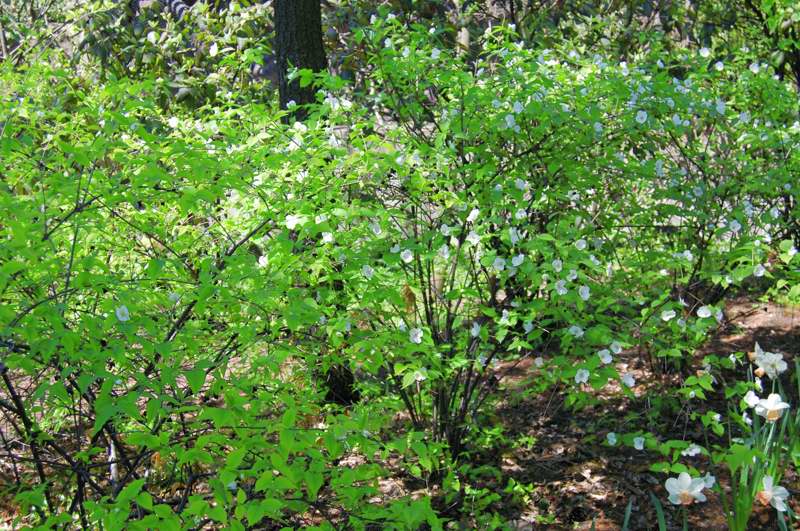 Picture of Rhodotypos scandens Black Jetbead