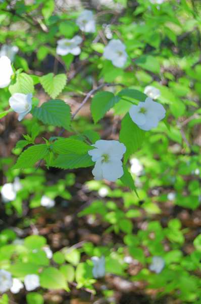 Picture of Rhodotypos scandens Black Jetbead