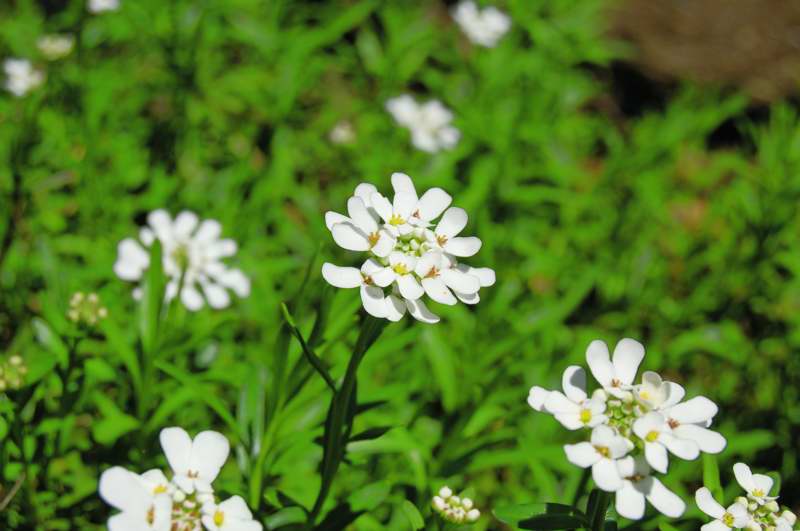 Picture of Iberis sempervirens Evergreen Candytuft