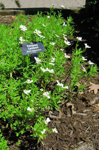 Picture of Iberis sempervirens Evergreen Candytuft