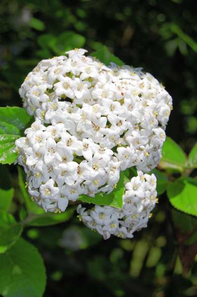 Picture of Viburnum x burkwoodii �Chenault� Chenault Viburnum