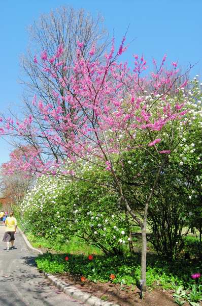 Picture of Cercis canadensis 'Appalachian Red� Appalachian Red Redbud