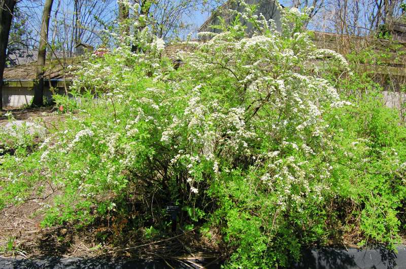 Picture of Spiraea x cinerea 'Grefsheim' Grefsheim spirea