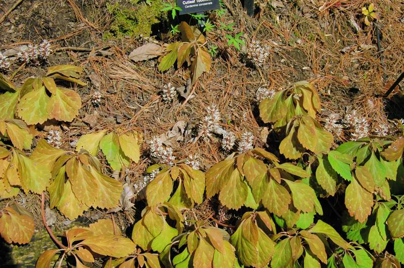 Picture of Cardamine concatenata  Cutleaf Toothwort