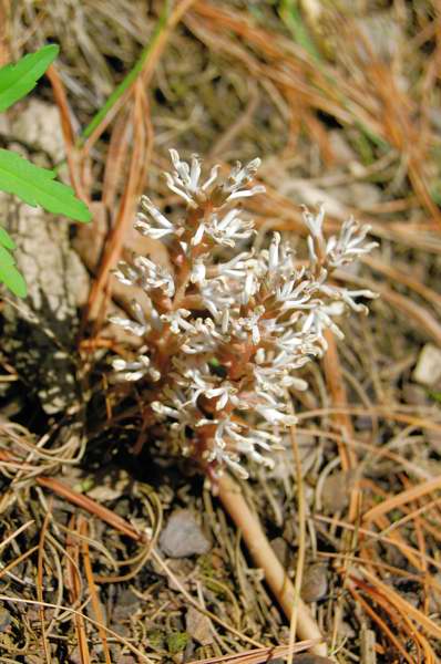 Picture of Cardamine concatenata  Cutleaf Toothwort