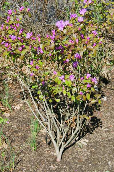 Picture of Rhododendron 'PJM'  PJM Hybrid Rhododendron