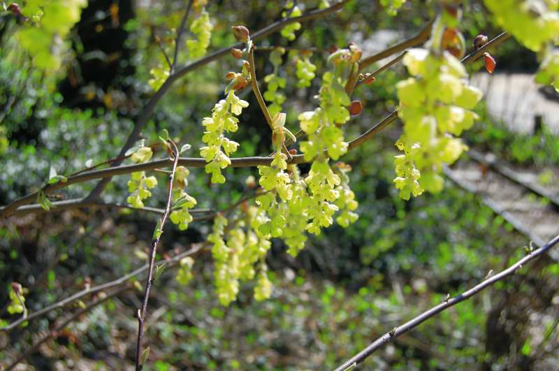 Picture of Corylopsis platypetala  Winter Hazel
