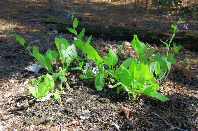 Picture of Mertensia virginica Virginia Bluebells