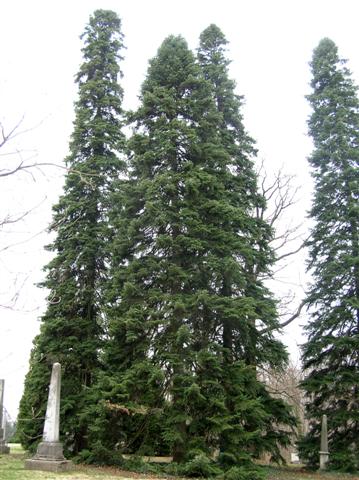 Picture of Abies cilicica  Cilician Fir