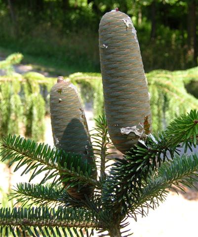 Picture of Abies cilicica  Cilician Fir