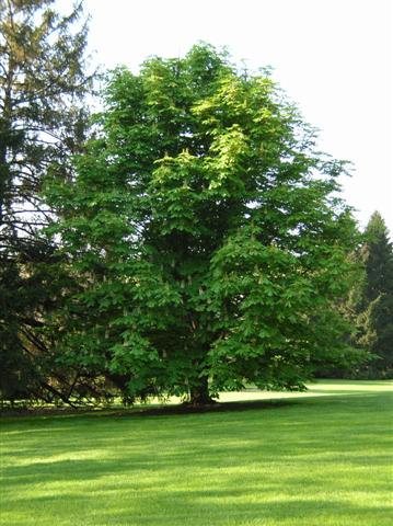 Picture of Aesculus hippocastanum  Common Horsechestnut